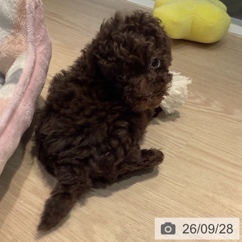 岡山県のトイプードル(トイ) (ペットプラス 岡山店/2026年7月22日生まれ/男の子/ブラウン)の子犬の3枚目の画像