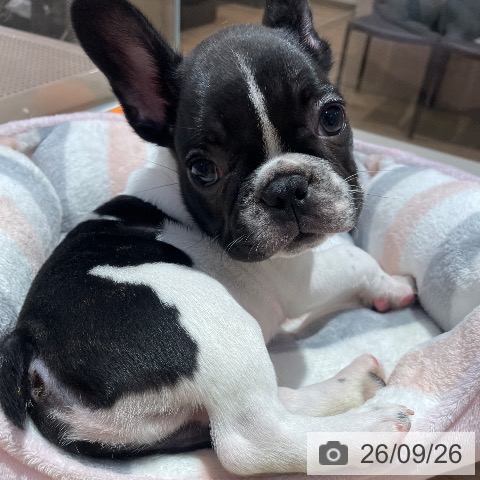 大阪府のフレンチブルドッグ (ペットプラス イオン大日店/2026年7月24日生まれ/男の子/パイド)の子犬の4枚目の画像