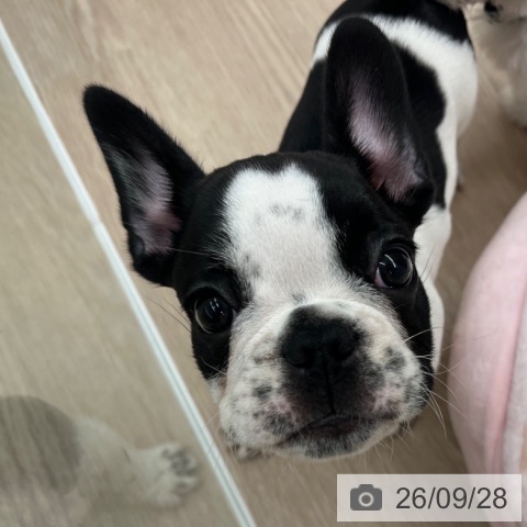 京都府のフレンチブルドッグ (ペットプラス 京都桂川店/2026年7月24日生まれ/男の子/パイド)の子犬の4枚目の画像