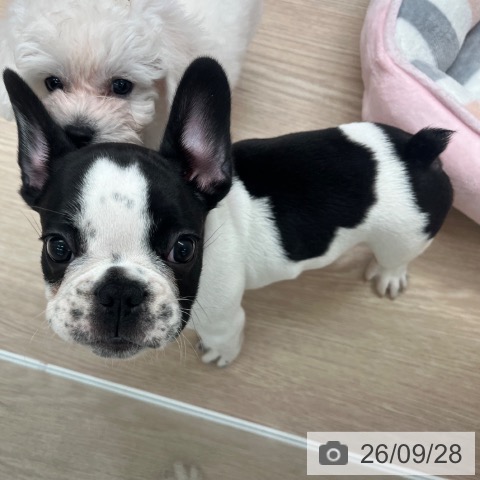 京都府のフレンチブルドッグ (ペットプラス 京都桂川店/2026年7月24日生まれ/男の子/パイド)の子犬の3枚目の画像