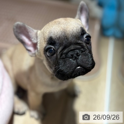 フレンチ・ブルドッグの写真