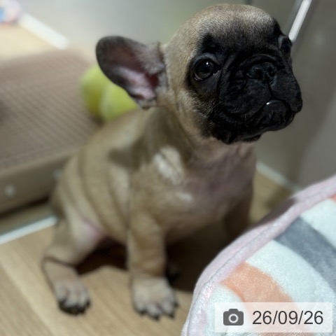 フレンチ・ブルドッグの写真