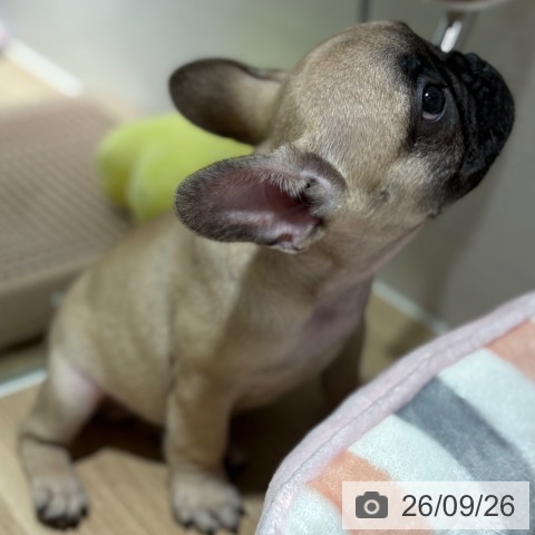 フレンチ・ブルドッグの写真