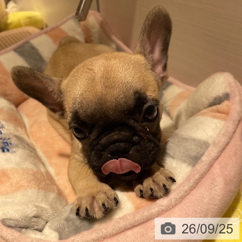 フレンチ・ブルドッグの写真