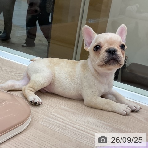 フレンチ・ブルドッグの写真
