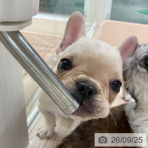 フレンチ・ブルドッグの写真