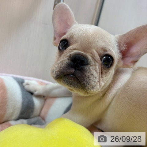 京都府のフレンチブルドッグ (ペットプラス イオンモールKYOTO店/2026年7月23日生まれ/男の子/クリーム)の子犬の3枚目の画像