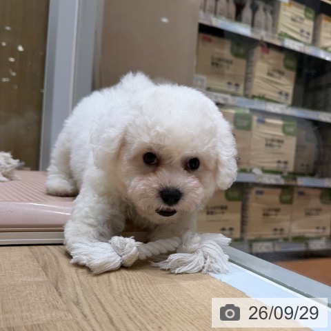 大阪府のビションフリーゼ (ペットプラス 四條畷店/2026年7月23日生まれ/男の子/ホワイト)の子犬の4枚目の画像