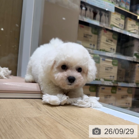 大阪府のビションフリーゼ (ペットプラス 四條畷店/2026年7月23日生まれ/男の子/ホワイト)の子犬の3枚目の画像