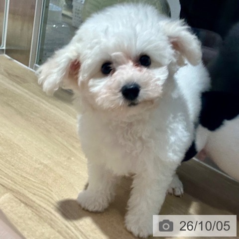 大阪府のビションフリーゼ (ペットプラス イオン大日店/2026年7月23日生まれ/女の子/ホワイト)の子犬の3枚目の画像