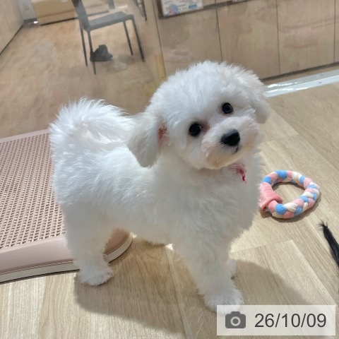 大阪府のビションフリーゼ (ペットプラス イオン大日店/2026年7月23日生まれ/女の子/ホワイト)の子犬の4枚目の画像
