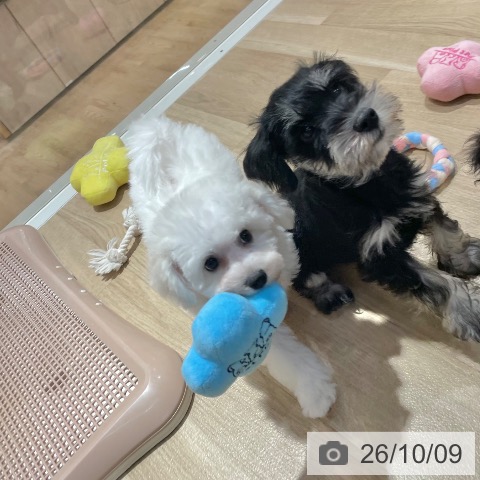 大阪府のビションフリーゼ (ペットプラス イオン大日店/2026年7月23日生まれ/女の子/ホワイト)の子犬の3枚目の画像