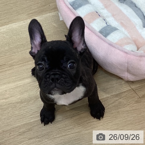 京都府のフレンチブルドッグ (ペットプラス 久御山店/2026年7月21日生まれ/男の子/ブリンドル)の子犬の3枚目の画像