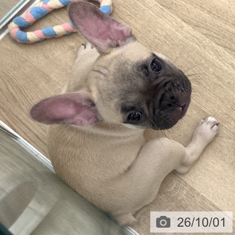 大阪府のフレンチブルドッグ (ペットプラス りんくう泉南店/2026年7月21日生まれ/男の子/フォーン)の子犬の3枚目の画像