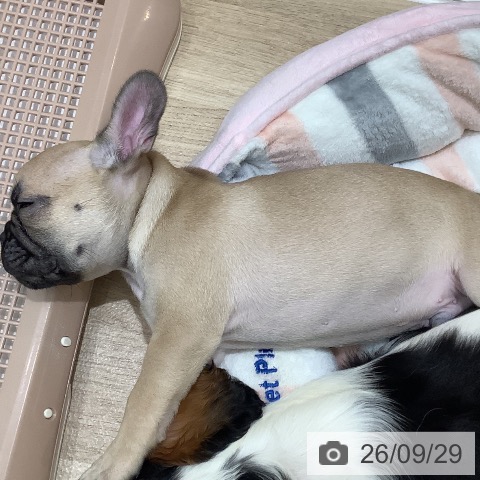 大阪府のフレンチブルドッグ (ペットプラス 鶴見店/2026年7月21日生まれ/男の子/フォーン)の子犬の4枚目の画像