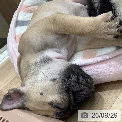 大阪府のフレンチブルドッグ (ペットプラス 鶴見店/2026年7月21日生まれ/男の子/フォーン)の子犬の3枚目の画像