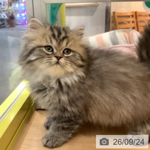 ペルシャの写真