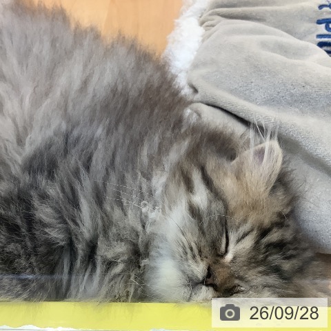 岡山県のペルシャ (ペットプラス 岡山店/2026年7月19日生まれ/男の子/チンチラゴールデン)の子猫の3枚目の画像