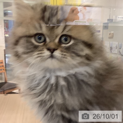 岡山県のペルシャ (ペットプラス 岡山店/2026年7月19日生まれ/男の子/チンチラゴールデン)の子猫の3枚目の画像