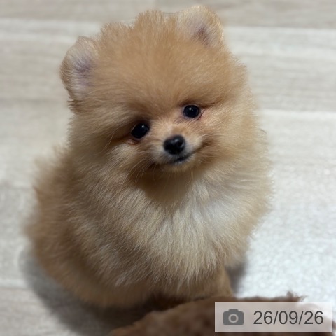 ポメラニアンの写真
