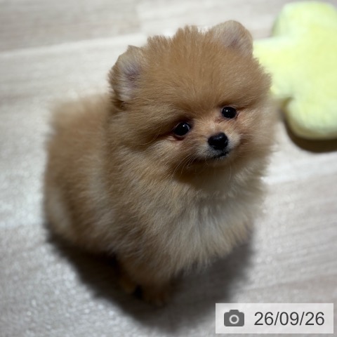 ポメラニアンの写真