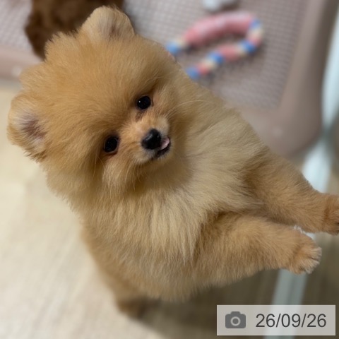 ポメラニアンの写真