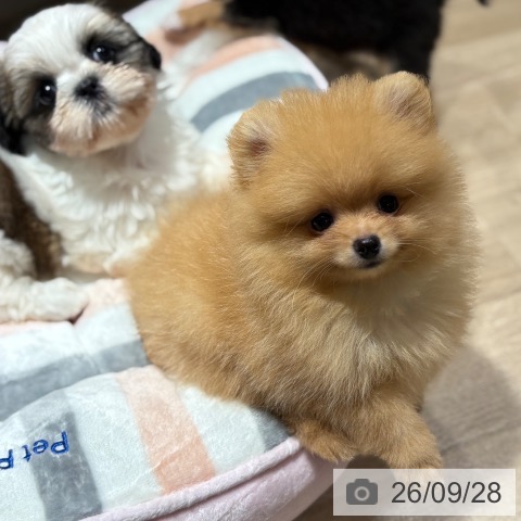兵庫県のポメラニアン (ペットプラス 神戸三宮店/2026年7月25日生まれ/男の子/オレンジ)の子犬の3枚目の画像