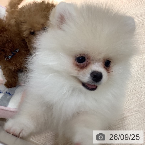 岡山県のポメラニアン (ペットプラス 岡山店/2026年7月16日生まれ/女の子/クリームホワイト)の子犬の4枚目の画像
