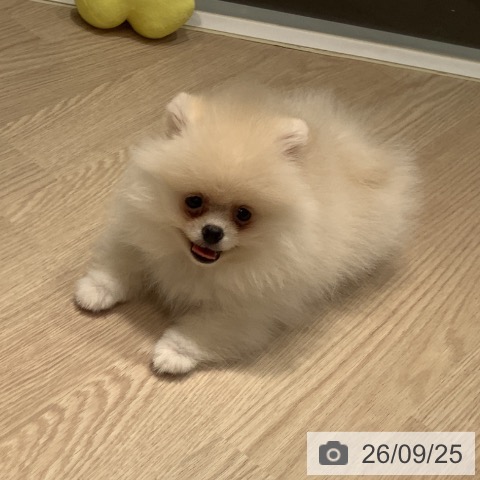 岡山県のポメラニアン (ペットプラス 岡山店/2026年7月16日生まれ/女の子/クリームホワイト)の子犬の3枚目の画像