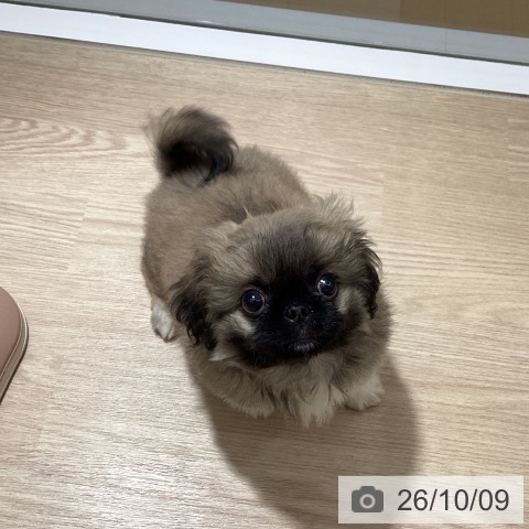 徳島県のペキニーズ (ペットプラス 徳島店/2026年7月22日生まれ/男の子/フォーン)の子犬の4枚目の画像