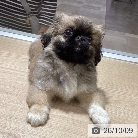 徳島県のペキニーズ (ペットプラス 徳島店/2026年7月22日生まれ/男の子/フォーン)の子犬の3枚目の画像