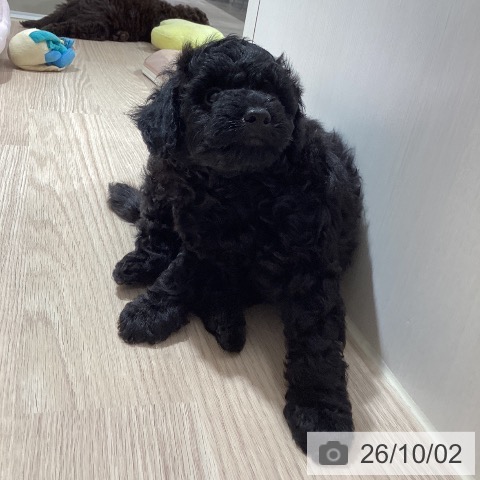 徳島県のトイプードル(トイ) (ペットプラス 徳島店/2026年7月29日生まれ/男の子/ブラック)の子犬の3枚目の画像