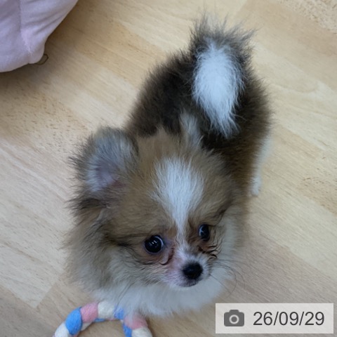 ポメラニアンの写真