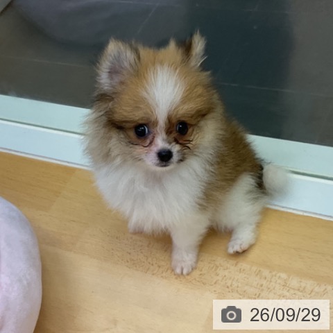 ポメラニアンの写真