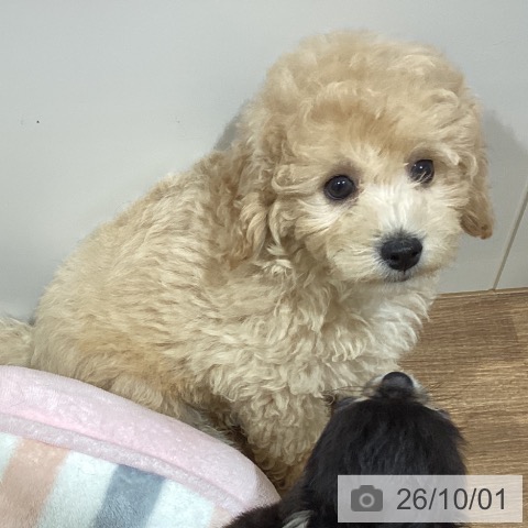 鳥取県のトイプードル(トイ) (ペッツワン 日吉津店/2026年7月29日生まれ/男の子/ペールフォーン)の子犬の3枚目の画像