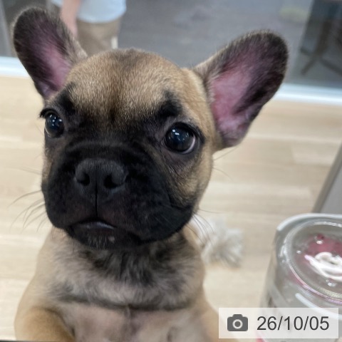 愛媛県のフレンチブルドッグ (ペットプラス 新居浜店/2026年7月27日生まれ/女の子/フォーン)の子犬の4枚目の画像