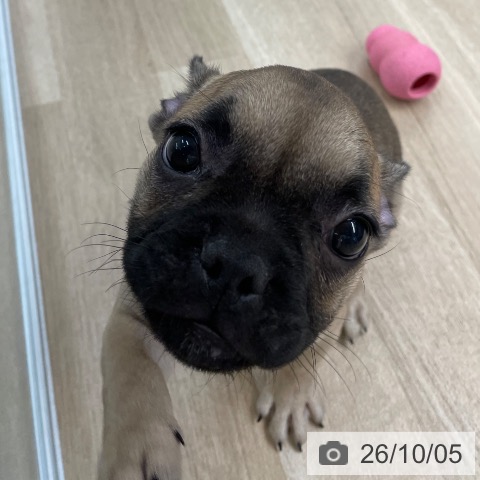愛媛県のフレンチブルドッグ (ペットプラス 新居浜店/2026年7月27日生まれ/女の子/フォーン)の子犬の3枚目の画像