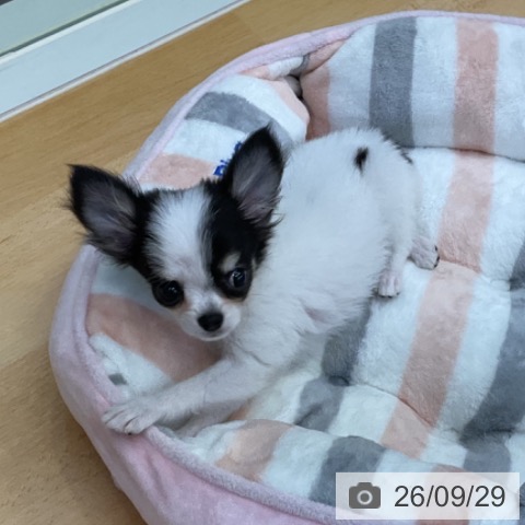 チワワの写真
