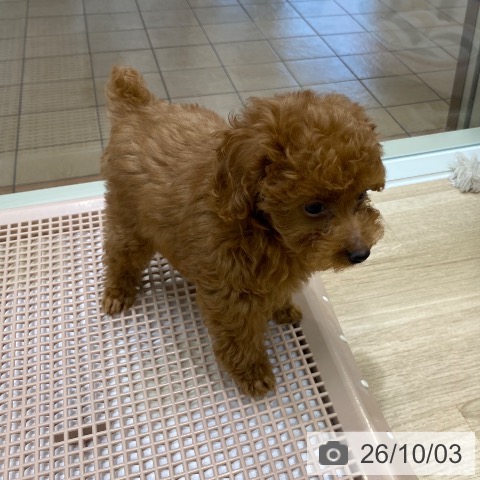 大阪府のトイプードル(トイ) (ペットプラス 鶴見店/2026年7月24日生まれ/女の子/レッド)の子犬の4枚目の画像