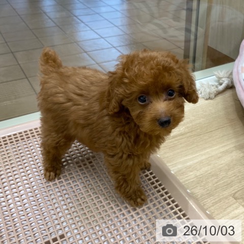 大阪府のトイプードル(トイ) (ペットプラス 鶴見店/2026年7月24日生まれ/女の子/レッド)の子犬の3枚目の画像