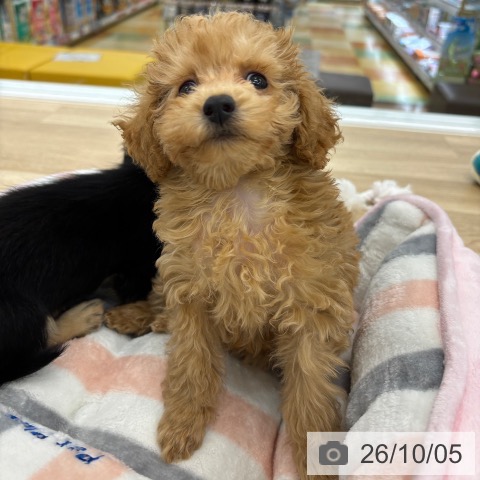 大阪府のトイプードル(トイ) (ペットプラス 松原店/2026年7月27日生まれ/女の子/アプリコット)の子犬の3枚目の画像