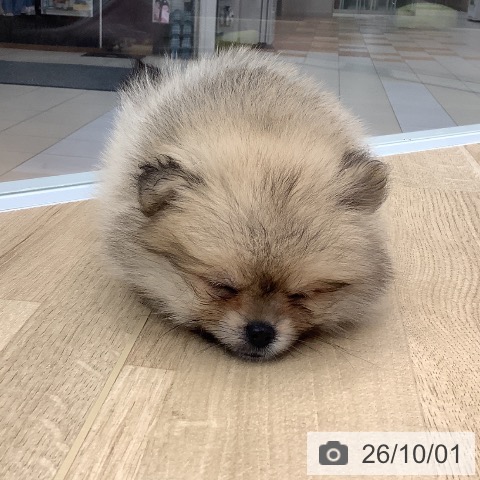 大阪府のポメラニアン (ペットプラス りんくう泉南店/2026年7月30日生まれ/女の子/ウルフセーブル)の子犬の4枚目の画像