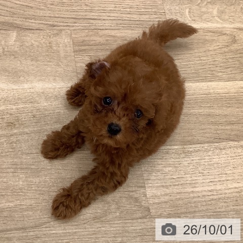 大阪府のトイプードル(トイ) (ペットプラス りんくう泉南店/2026年7月24日生まれ/男の子/レッド)の子犬の3枚目の画像