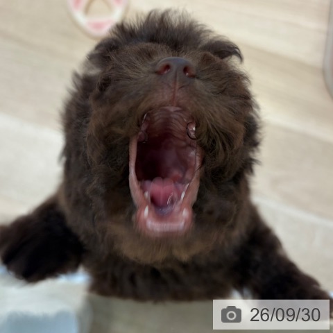 トイ・プードルの写真