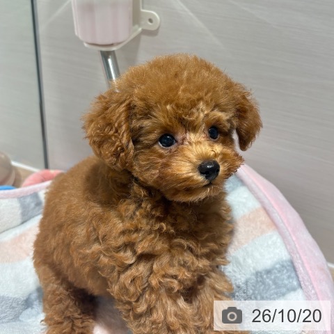 兵庫県のトイプードル(トイ) (ペットプラス 神戸三宮店/2026年7月30日生まれ/男の子/レッドフォーン)の子犬の4枚目の画像