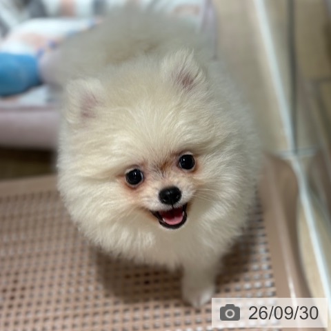 ポメラニアンの写真