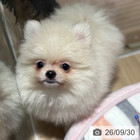 ポメラニアンの写真