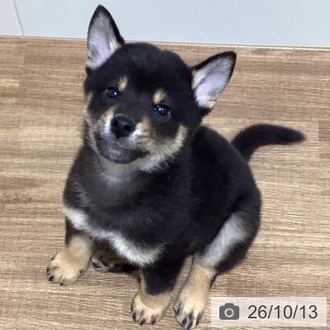 鳥取県の柴犬(標準サイズ) (ペッツワン 日吉津店/2026年7月30日生まれ/男の子/黒)の子犬の4枚目の画像