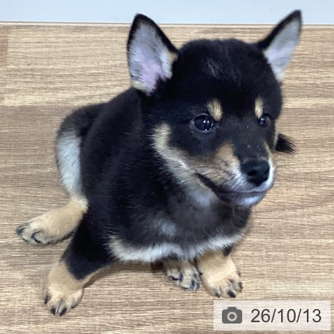 鳥取県の柴犬(標準サイズ) (ペッツワン 日吉津店/2026年7月30日生まれ/男の子/黒)の子犬の3枚目の画像