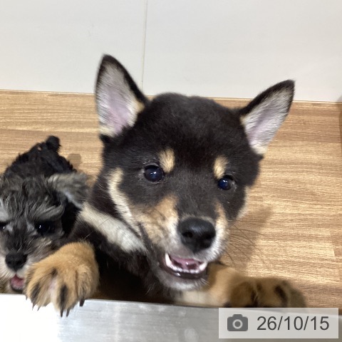 鳥取県の柴犬(標準サイズ) (ペッツワン 日吉津店/2026年7月30日生まれ/男の子/黒)の子犬の4枚目の画像